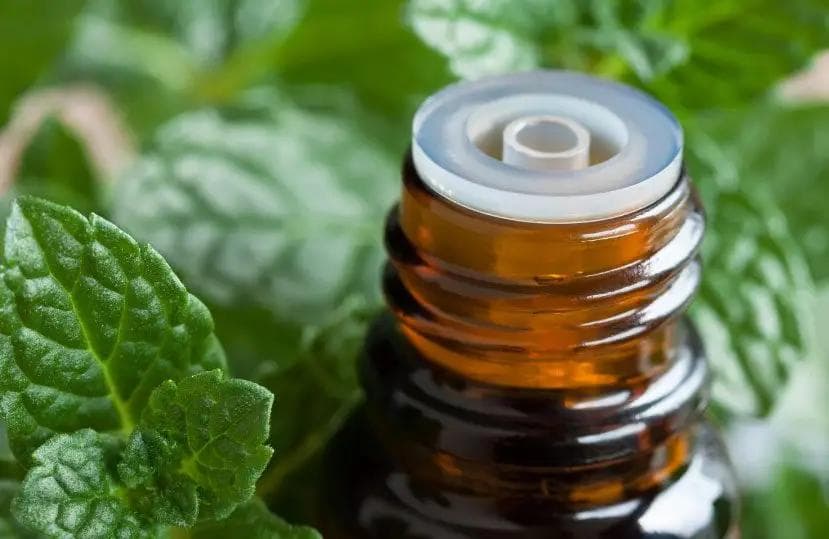 16 Essential Oils for Focus, Attention and Calm