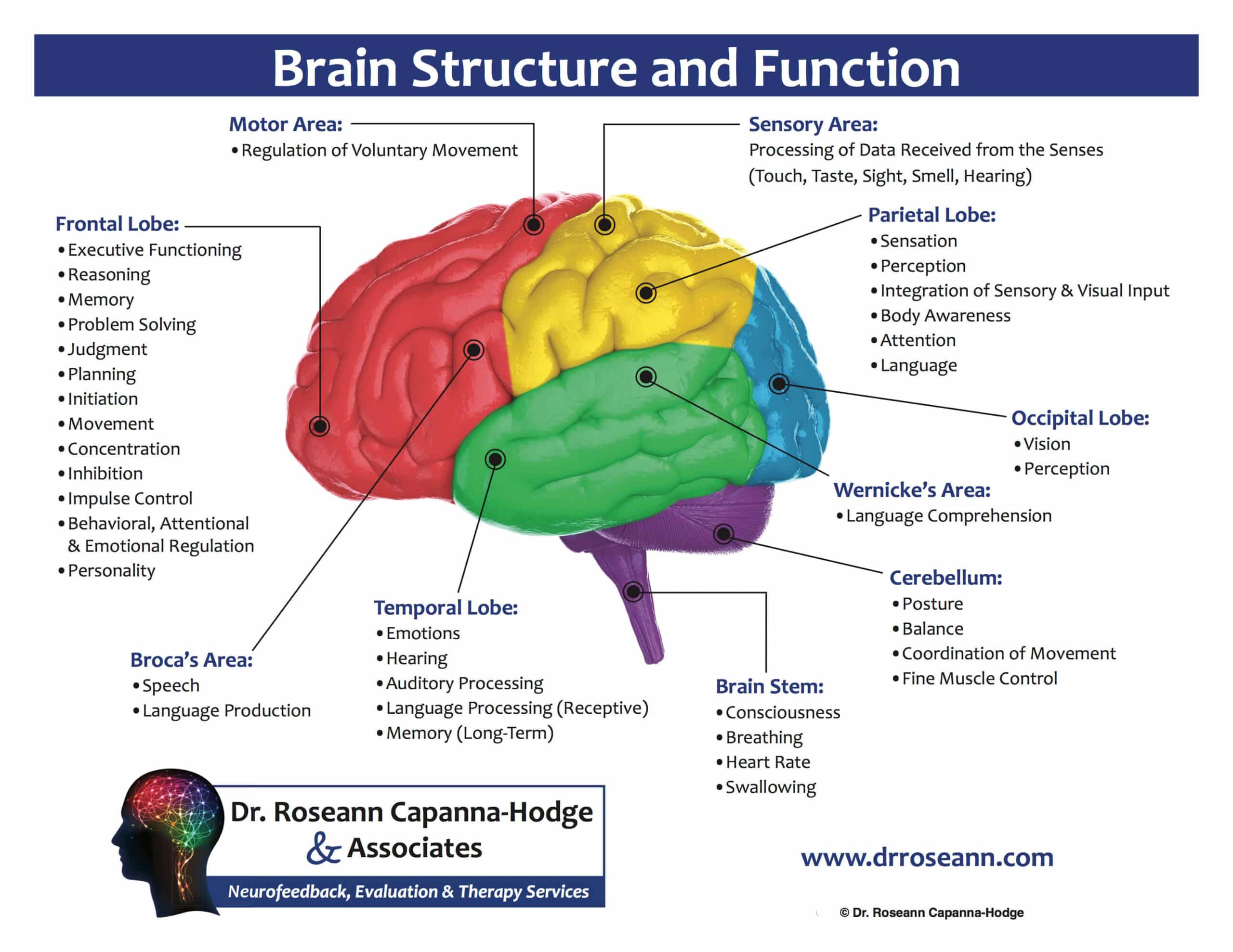 Neurofeedback treatment - Brain Diagram