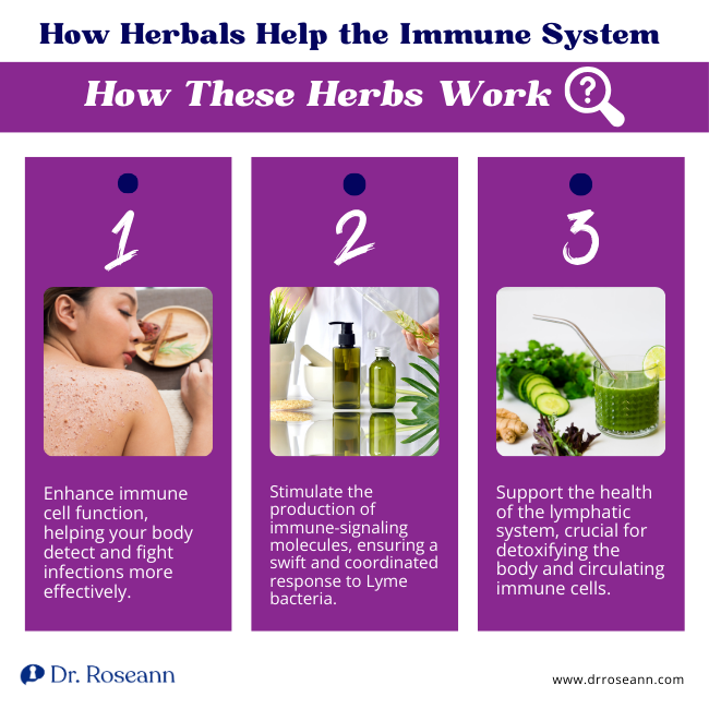 How Herbals Help the Immune System How These Herbs Work