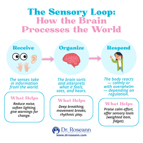 An infographic illustrating The Sensory Loop (Receive, Organize, Respond), showing how the brain processes senses and listing support strategies (deep breathing, movement breaks, sensory tools) used in sensory processing disorder therapy.